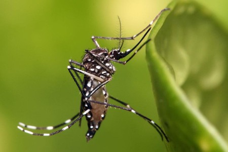 An Aedes Aegypti mosquito, which can carry dengue. Photo:Muhammad Karim