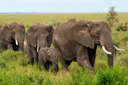 Experts warn that the African elephant could be wiped out in 20 years. Photo: Daniel Hayduk