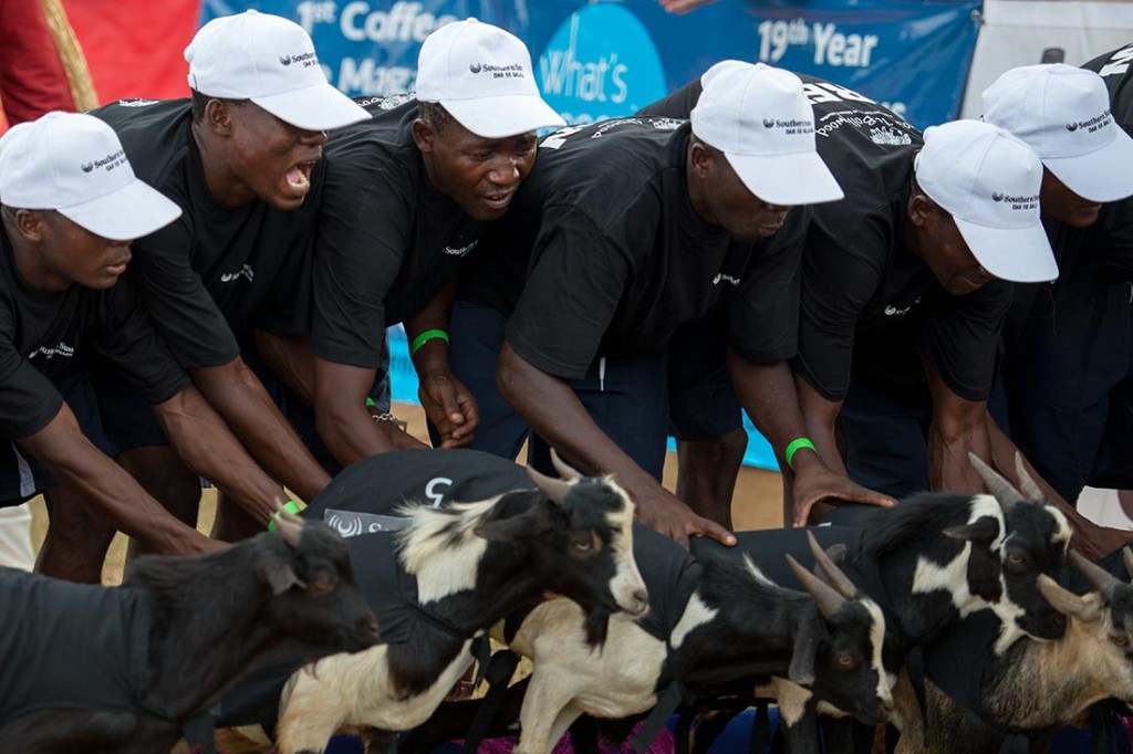 Dar es Salaam, Tanzania - 2015-05-30 - Goat races in Dar es Salaam, Tanzania on May 30, 2015. Photo by Daniel Hayduk